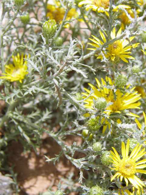 Machaeranthera pinnatifida (Lacy tansyaster) #82859