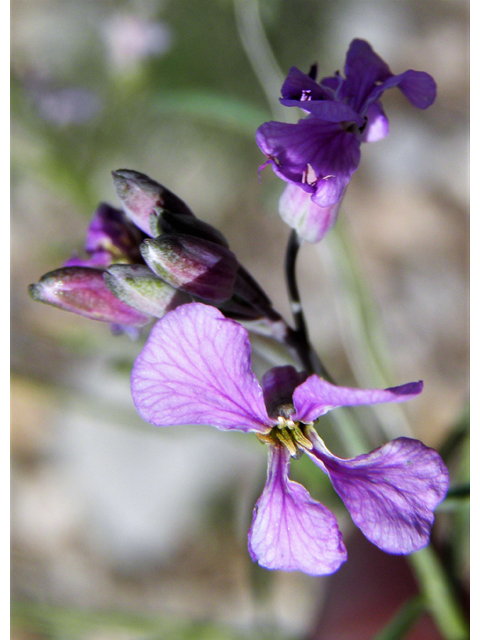 Schoenocrambe linearifolia (Slimleaf plainsmustard) #82862