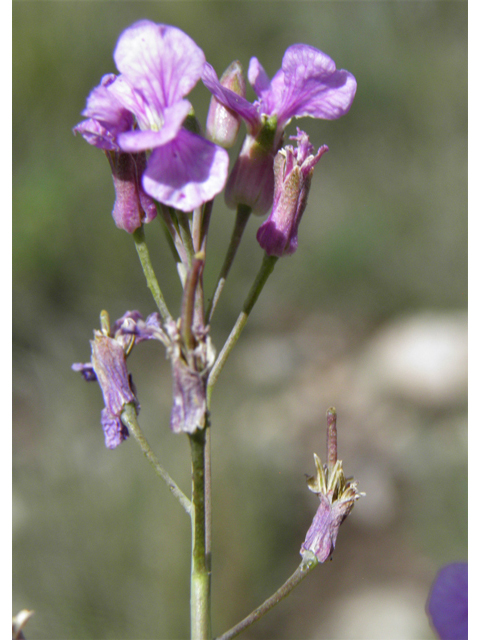 Schoenocrambe linearifolia (Slimleaf plainsmustard) #82864