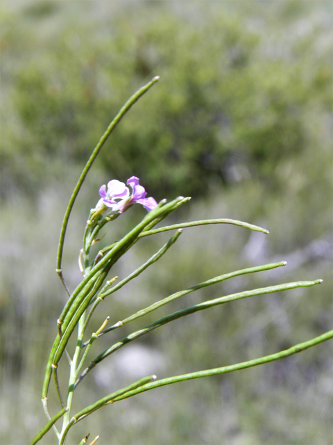 Schoenocrambe linearifolia (Slimleaf plainsmustard) #82865