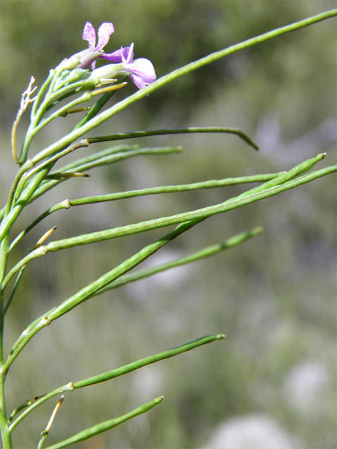 Schoenocrambe linearifolia (Slimleaf plainsmustard) #82866