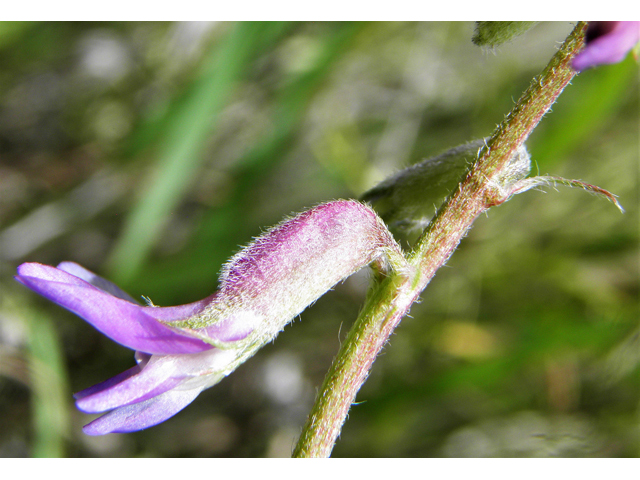 Astragalus neomexicanus (New mexico milkvetch) #82889