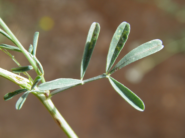 Dalea candida (White prairie clover) #82898