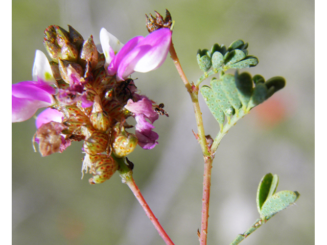 Dalea frutescens (Black dalea) #82905