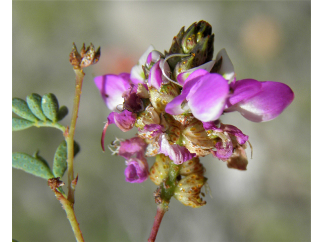 Dalea frutescens (Black dalea) #82906