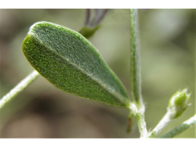 Psoralidium tenuiflorum (Slimflower scurfpea) #82909