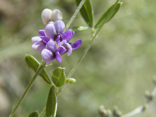 Psoralidium tenuiflorum (Slimflower scurfpea) #82910