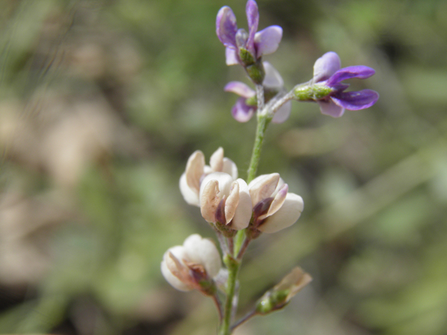 Psoralidium tenuiflorum (Slimflower scurfpea) #82911