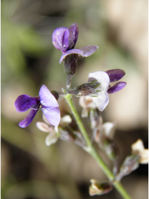 Psoralidium tenuiflorum (Slimflower scurfpea) #82912