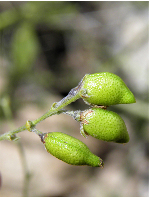 Psoralidium tenuiflorum (Slimflower scurfpea) #82914