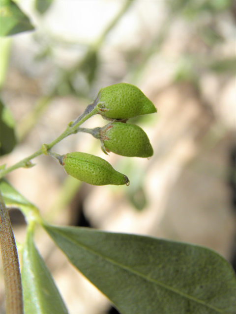 Psoralidium tenuiflorum (Slimflower scurfpea) #82916