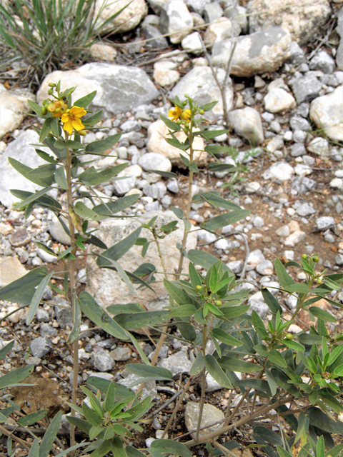 Senna roemeriana (Twoleaf senna) #82917