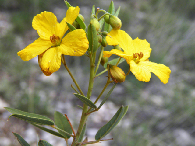 Senna roemeriana (Twoleaf senna) #82918