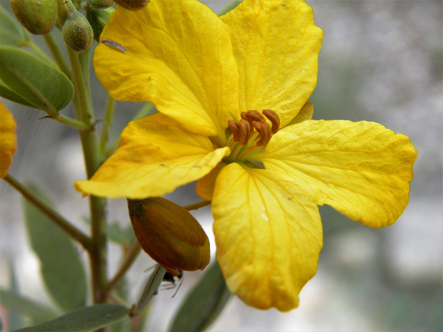 Senna roemeriana (Twoleaf senna) #82919