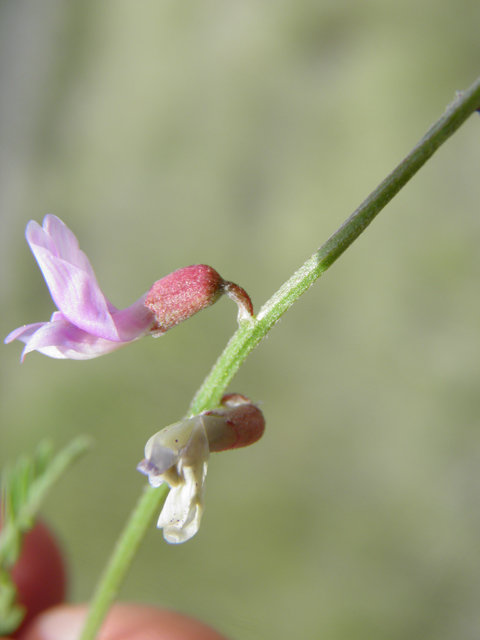 Vicia ludoviciana ssp. ludoviciana (Deer pea vetch) #82920