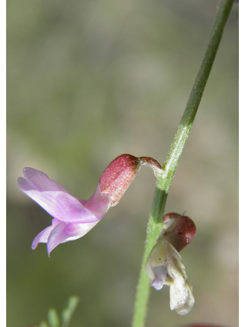 Vicia ludoviciana ssp. ludoviciana (Deer pea vetch) #82921