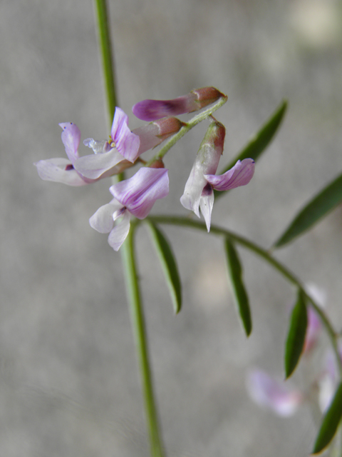 Vicia ludoviciana ssp. ludoviciana (Deer pea vetch) #82922