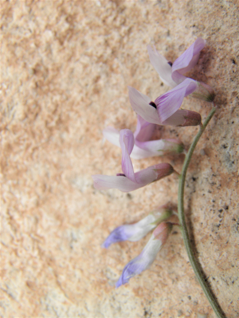 Vicia ludoviciana ssp. ludoviciana (Deer pea vetch) #82924