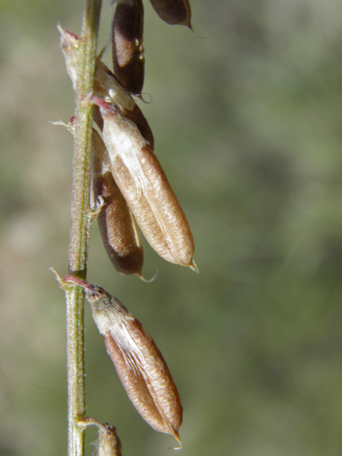 Vicia ludoviciana ssp. ludoviciana (Deer pea vetch) #82925