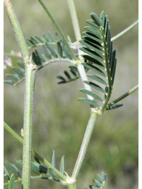 Vicia ludoviciana ssp. ludoviciana (Deer pea vetch) #82926