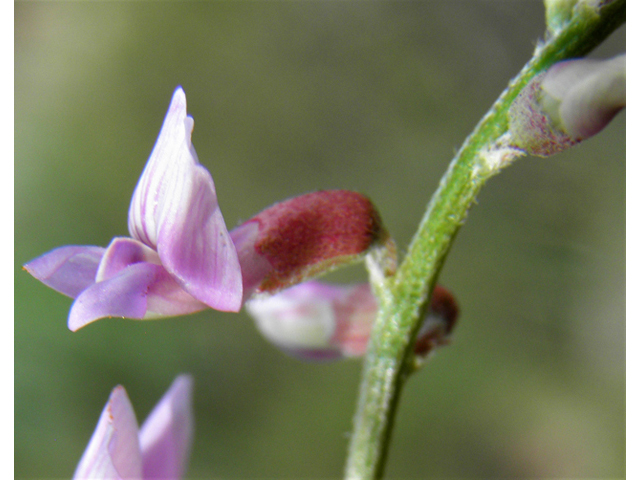 Vicia ludoviciana ssp. ludoviciana (Deer pea vetch) #82928