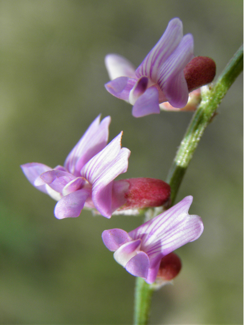 Vicia ludoviciana ssp. ludoviciana (Deer pea vetch) #82929