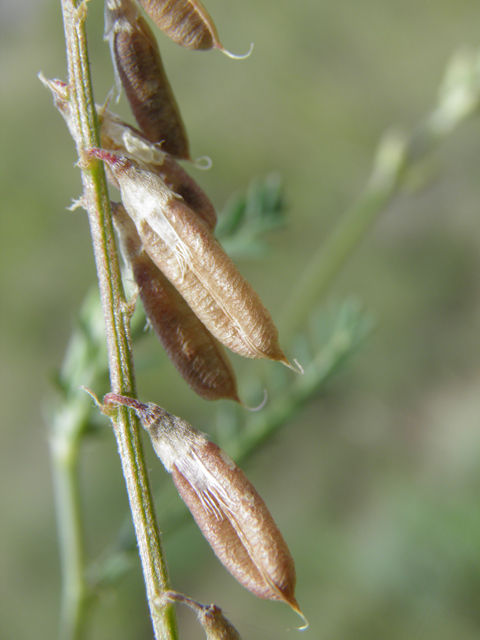 Vicia ludoviciana ssp. ludoviciana (Deer pea vetch) #82930