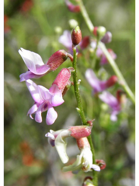 Vicia ludoviciana ssp. ludoviciana (Deer pea vetch) #82934