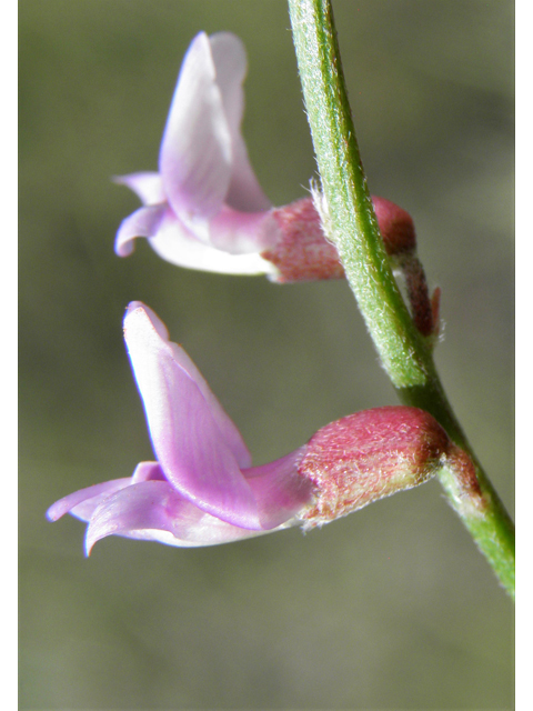 Vicia ludoviciana ssp. ludoviciana (Deer pea vetch) #82935