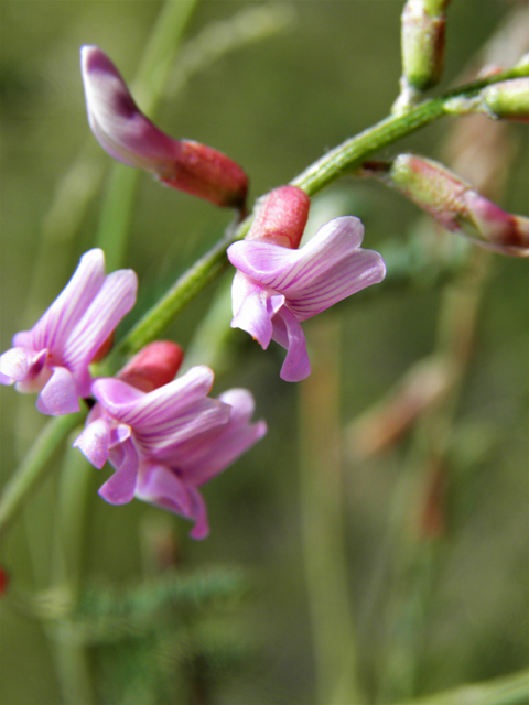 Vicia ludoviciana ssp. ludoviciana (Deer pea vetch) #82936