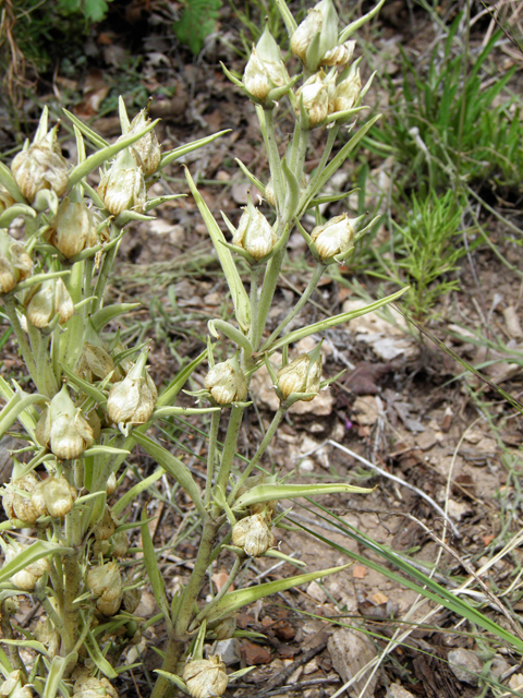 Frasera speciosa (Elkweed) #82937