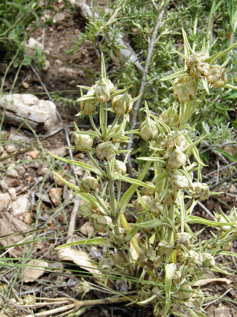 Frasera speciosa (Elkweed) #82939