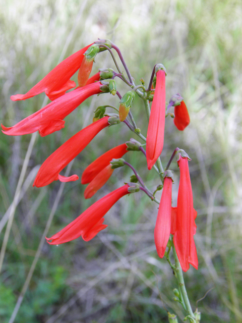 Penstemon barbatus (Scarlet bugler) #82959