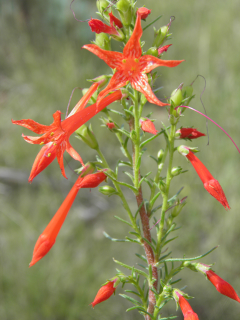 Ipomopsis aggregata (Scarlet gilia) #82963