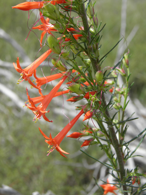 Ipomopsis aggregata (Scarlet gilia) #82967