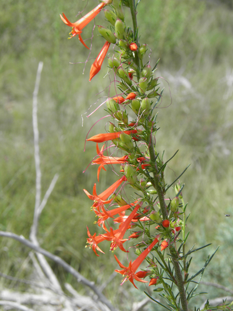 Ipomopsis aggregata (Scarlet gilia) #82968