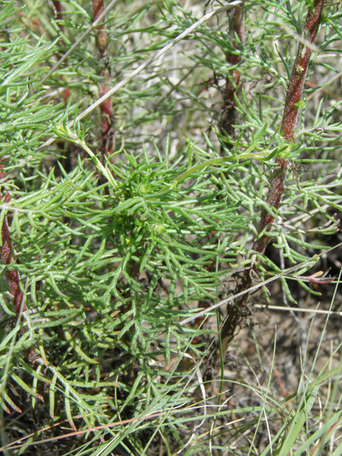 Ipomopsis aggregata (Scarlet gilia) #82972