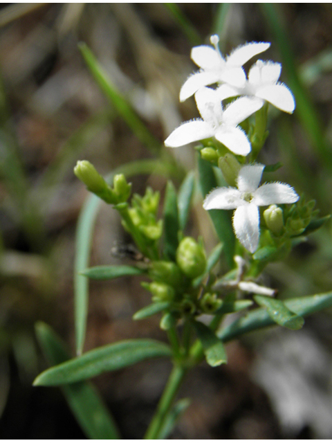 Houstonia humifusa (Matted bluet) #82989