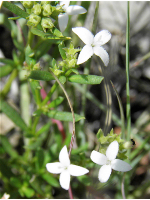 Houstonia humifusa (Matted bluet) #82990