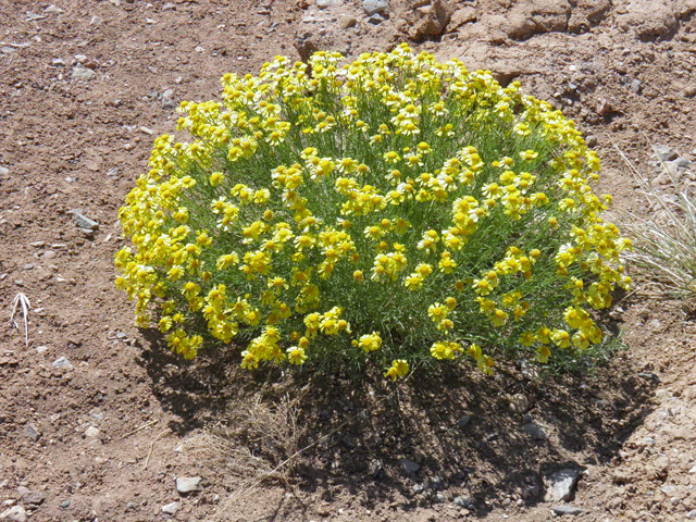 Hymenoxys odorata (Bitter rubberweed) #82998