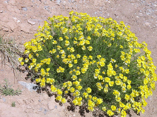 Hymenoxys odorata (Bitter rubberweed) #82999