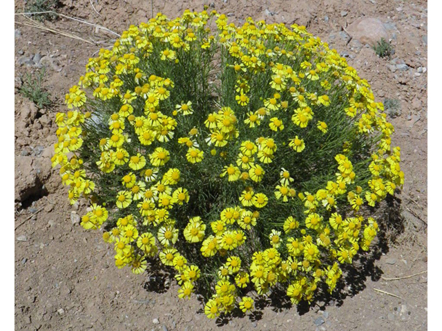 Hymenoxys odorata (Bitter rubberweed) #83000