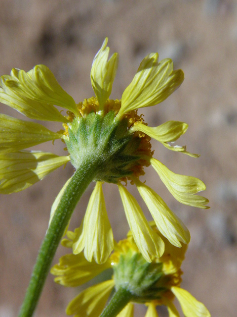 Hymenoxys odorata (Bitter rubberweed) #83001