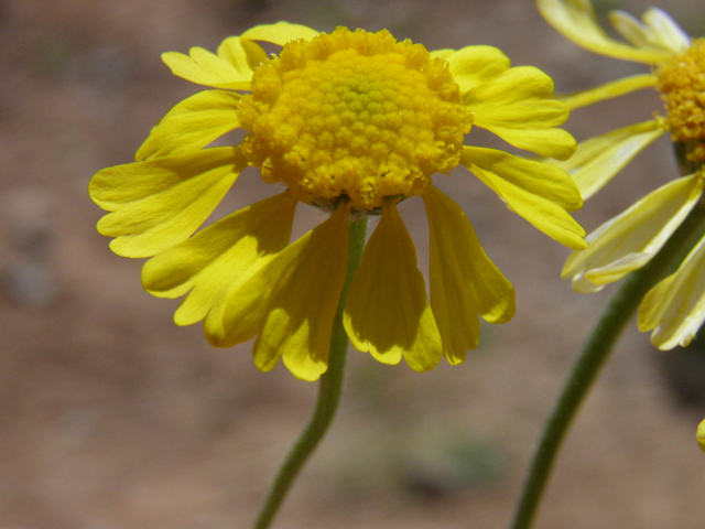 Hymenoxys odorata (Bitter rubberweed) #83002