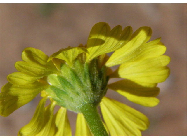 Hymenoxys odorata (Bitter rubberweed) #83003