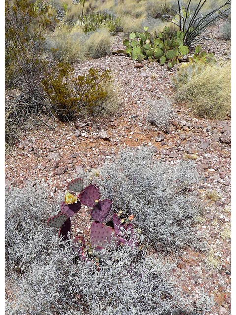 Opuntia macrocentra (Purple pricklypear) #83053