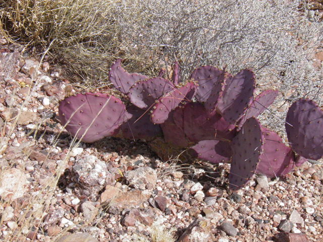 Opuntia macrocentra (Purple pricklypear) #83055