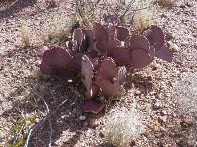 Opuntia macrocentra (Purple pricklypear) #83056