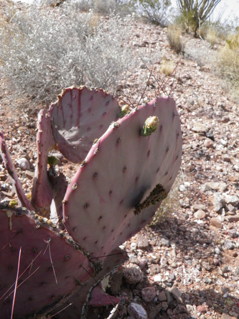 Opuntia macrocentra (Purple pricklypear) #83059