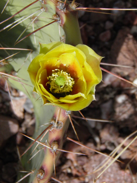 Opuntia phaeacantha (Tulip prickly pear) #83060